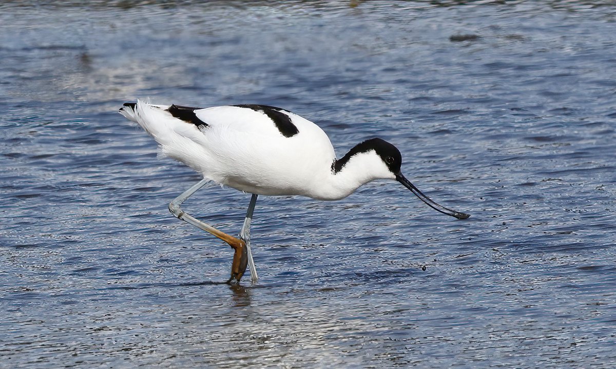 Avocet at the Aln Estuary, Northumberland.