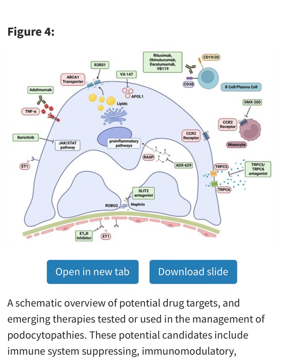 🫘✅Management of adult FSGS 

<a href="/NDTsocial/">NDT</a> <a href="/hjanders_hans/">Hans-Joachim Anders</a> 

academic.oup.com/ndt/article/39…

👍So many new drugs in pipeline