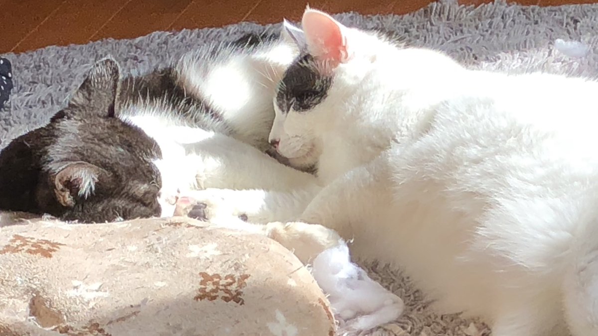 tskmoa's tweet photo. カムバも落ち着き大人しくなる期♡
忙しさで紛らわせていた愛猫とのお別れとちゃんと向き合います✨✨
半年で２匹との別れが思ったよりズシンと来ていて…正直直ぐに受け入れていたら壊れそうでした。。
そんなわけで正常に戻る為に一度落ち込んで浮上します🥰
Xは沈みますがTKTKはボチボチ♡
また✋ https://t.co/JihPVRgNiz