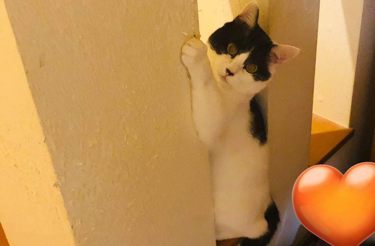 tskmoa's tweet photo. カムバも落ち着き大人しくなる期♡
忙しさで紛らわせていた愛猫とのお別れとちゃんと向き合います✨✨
半年で２匹との別れが思ったよりズシンと来ていて…正直直ぐに受け入れていたら壊れそうでした。。
そんなわけで正常に戻る為に一度落ち込んで浮上します🥰
Xは沈みますがTKTKはボチボチ♡
また✋ https://t.co/JihPVRgNiz
