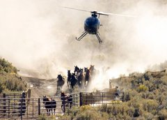 Us taxpayers would save mulimillions if we #StopTheRoundups 
@realDonaldTrump @POTUS @RepAOC 
@LaraLeaTrump .
#Environmentally friendly #wildhorses and #burros prevent #wildfires, what a waste to practically give them away to be sold as #sushi amd #tacos in other countries!