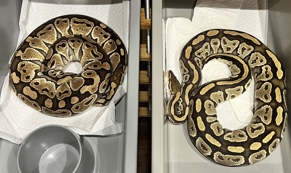 It seems like you can enjoy it at the pace of one clutch every month. 

#ballpython #ballpythons #ballpythonclown #ballpythonbreeding #ballpythonbreeder #ballpythonmorph #ballpythonmorphs #clownproject #ボールパイソン