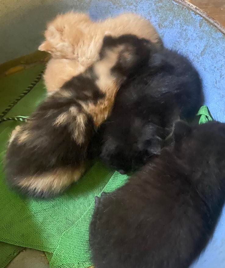 Difundimos externamente esta camada de cinco gatiñ@s. 2 negros, 2 laranxas e unha tricolor. De momento só podemos asegurar o sexo da tricolor. Só adopcións eesponsábeis.