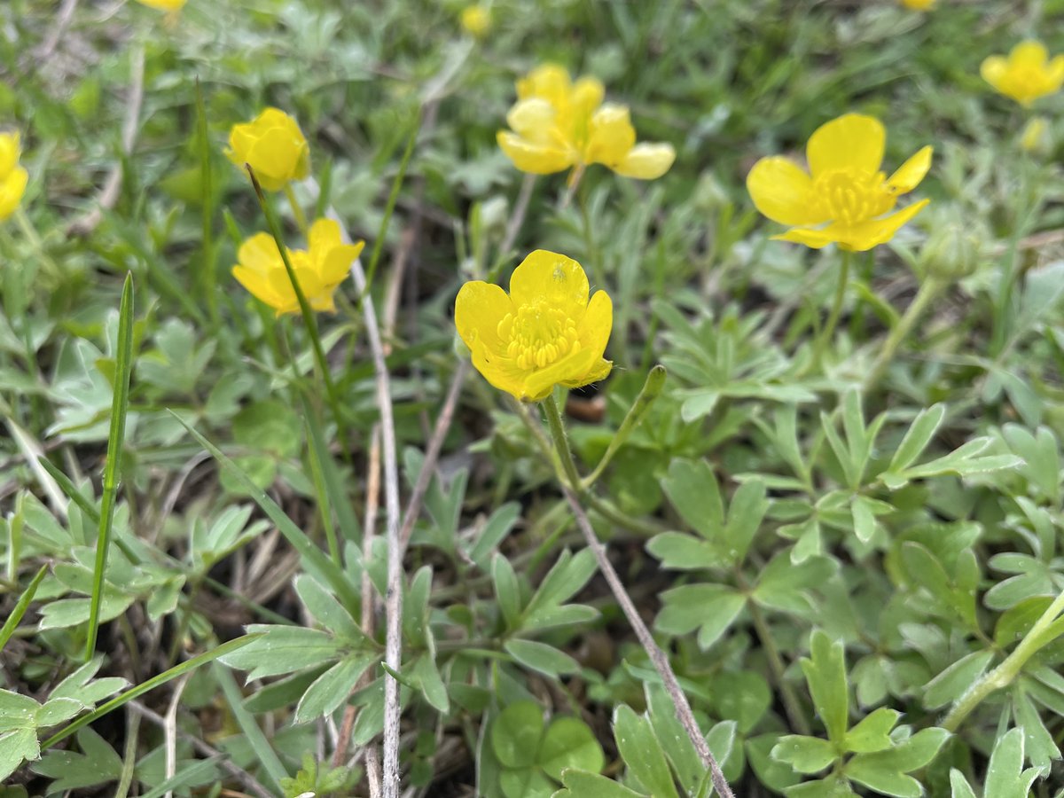 Early Buttercup is a beautiful ground-cover, adding a bright flash of colour to forest-edges. This ephemeral can be seen at the bayside entrance to Warbler’s Way! 🌸 #visitck [Image: A bright yellow flower with five petals and green leaves blooms amongst others.]