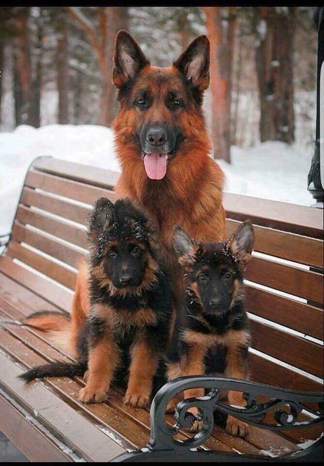 Sur une échelle de 1 à 10, quelle est la beauté de cette photo de famille de chiens ? 😍
