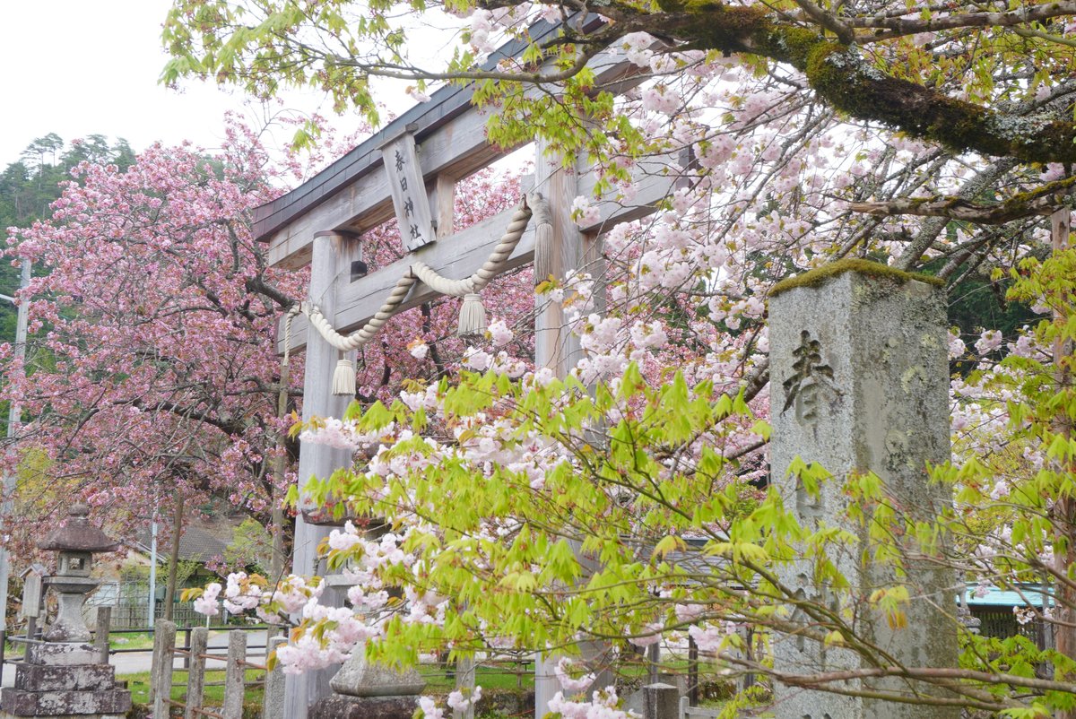 mt_pompon_ppy's tweet photo. 4/20 貴船から芹生峠、京北回って高雄経由で帰る70km🚴
①千本ゑんま堂の普賢象桜
②貴船神社
③芹生の春色
④春日神社と散りかけの黒田百年桜

街中では遅咲き八重桜が残る
山に入ると新緑の世界
峠付近はまだ桜と若葉色の風景

ロードは楽しいが、標高680m芹生峠は初心者の私にはちとしんどすぎた… https://t.co/x0drYmMv6j