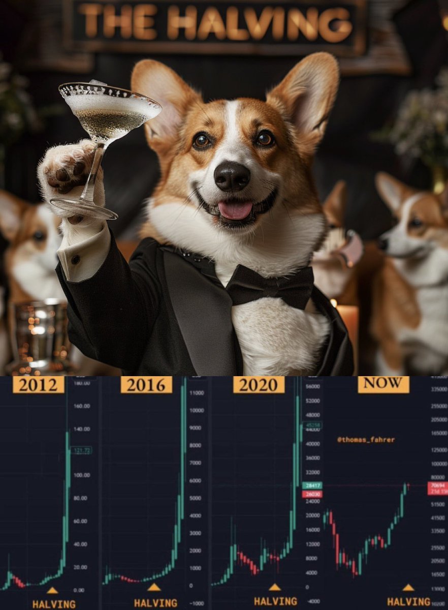 Happy $BTC halving, $Welsh gang!
Are you #halving fun yet? 🙃
Occurring every 4 years the halving historically kicks off the real bull run. 
We hope you enjoyed the pre-party, but now it's showtime! 🚀
YOU👏🏼ARE👏🏼NOT👏🏼BULLISH👏🏼ENOUGH👏🏼
#GenerationalWelsh #Halving #LFG