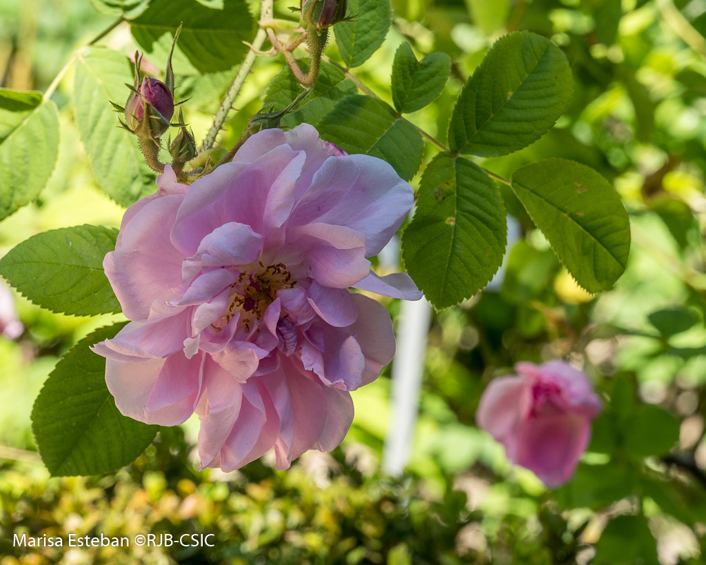 Rosa 'Summer Damask' nos lleva de viaje a través del tiempo con su historia centenaria. Desde las antiguas tierras de Persia pudo extenderse con las Cruzadas por toda Europa. Por su belleza y fragancia perdura en nuestros jardines actuales como un tesoro. 🌹✨ #FelizSabado