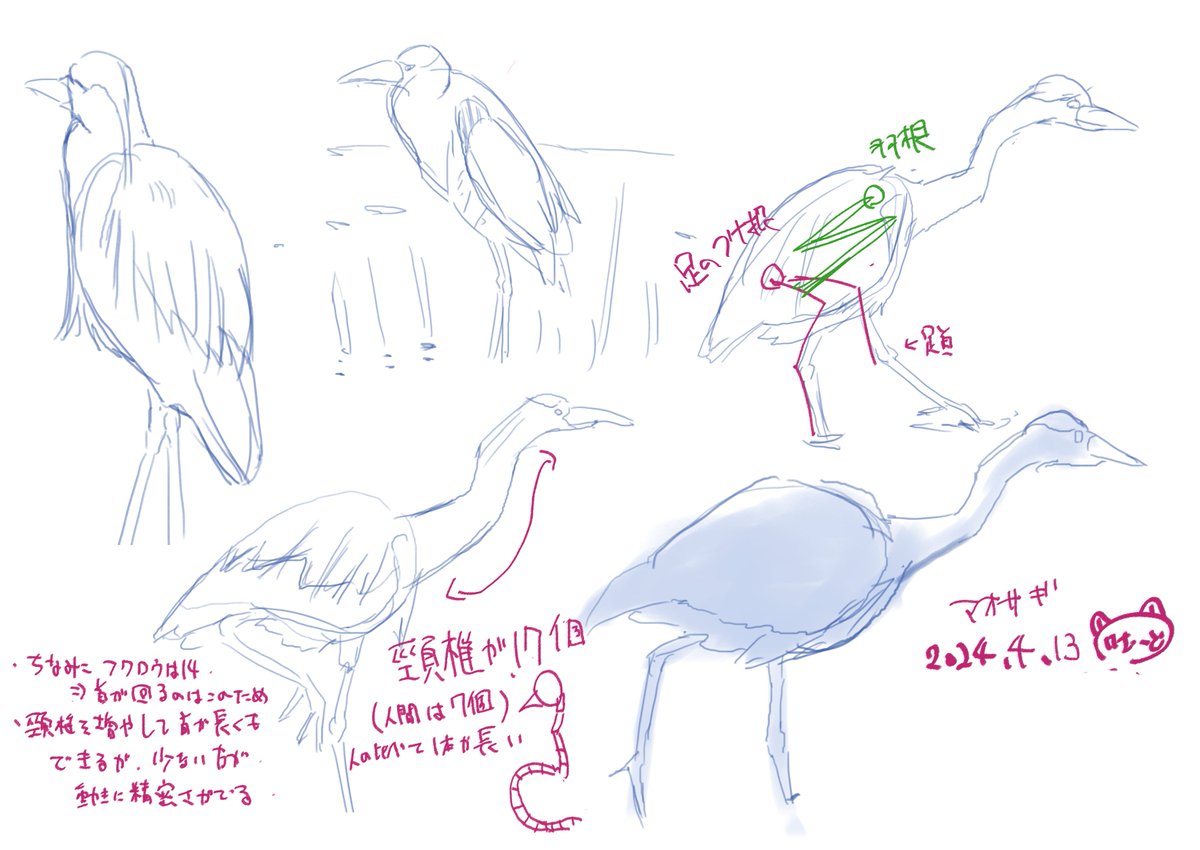 動物クロッキー練習

カルガモの一部青いとこあるよね
キャラデザがいい

(日課のつもりがめっちゃ空いた) 