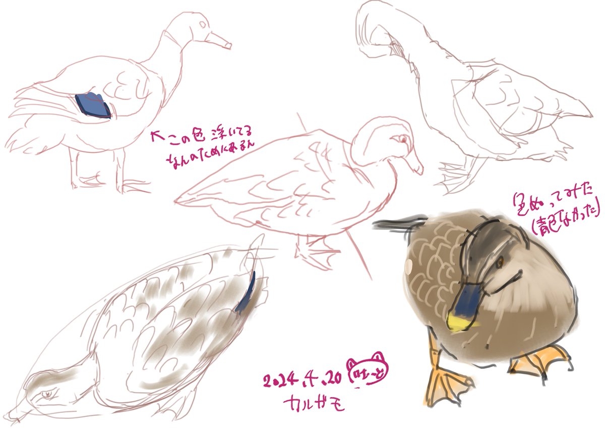 動物クロッキー練習

カルガモの一部青いとこあるよね
キャラデザがいい

(日課のつもりがめっちゃ空いた) 