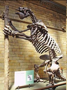 Megatherium americanum is an elephant-sized sloth native to South America that existed and died out about 12,000 years ago. It was one of the largest land mammals, measuring up to 6 metres (20 feet) and weighing an average of 4 tonnes.