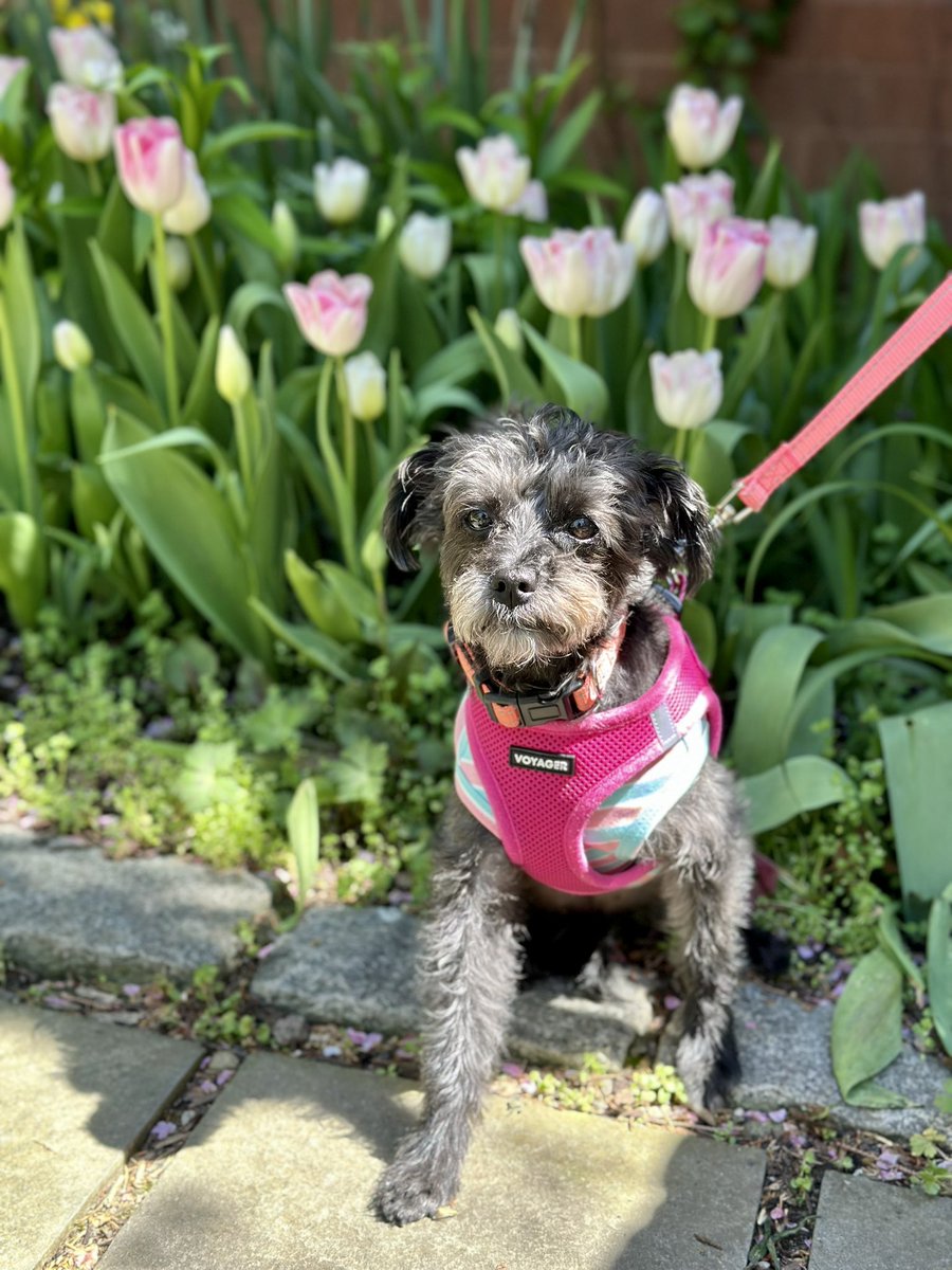 Happy Saturday everyone  #rescuedogs #Daisy at Westside Community Garden #upperwestside #spring #tulips 
#Manhattan