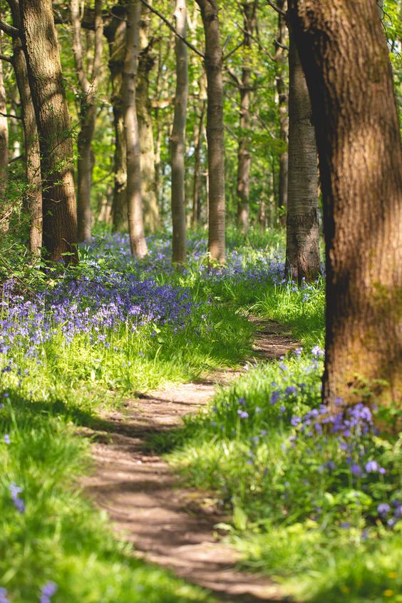 I long to walk a winding path amidst trees and bluebells. To enjoy the dappled sunlight, listen to the birdsong, & just be. Care to join me?