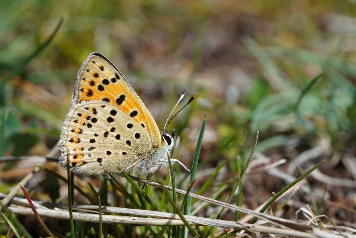 I've had a wonderful week in Spain co-leading the @greenwings butterfly tour. We found some stunning species, and spent lots of time learning about their behaviour and ecology!