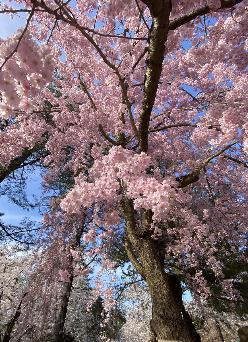 弘前🌸