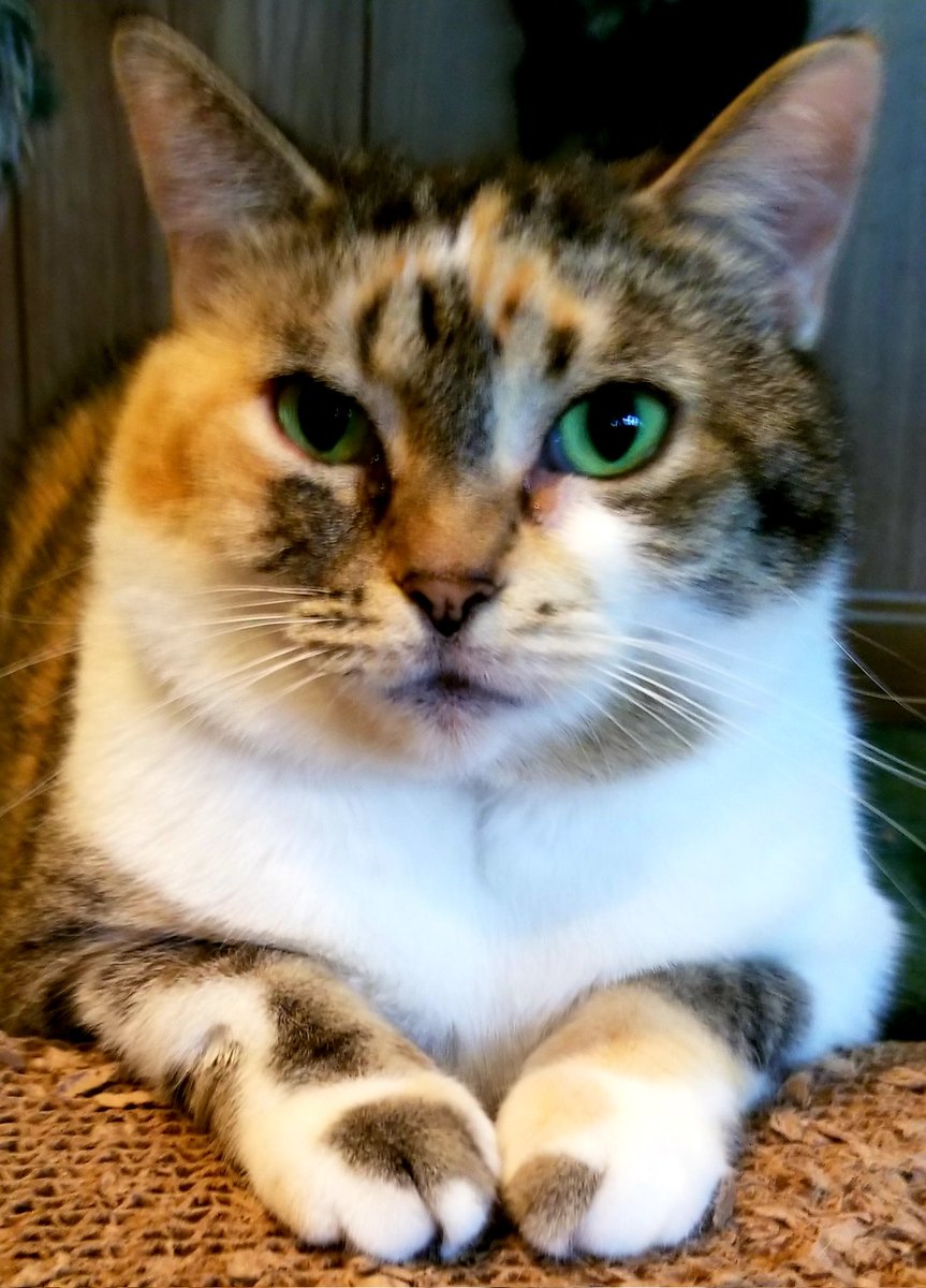 Happy #Caturday from Callie! Callie is bright eyed and bushy tailed today. I hope she doesn't jump through the screen at you guys. 😬 She takes her playing seriously. 😂 We hope you all have a great weekend! 🐱😊