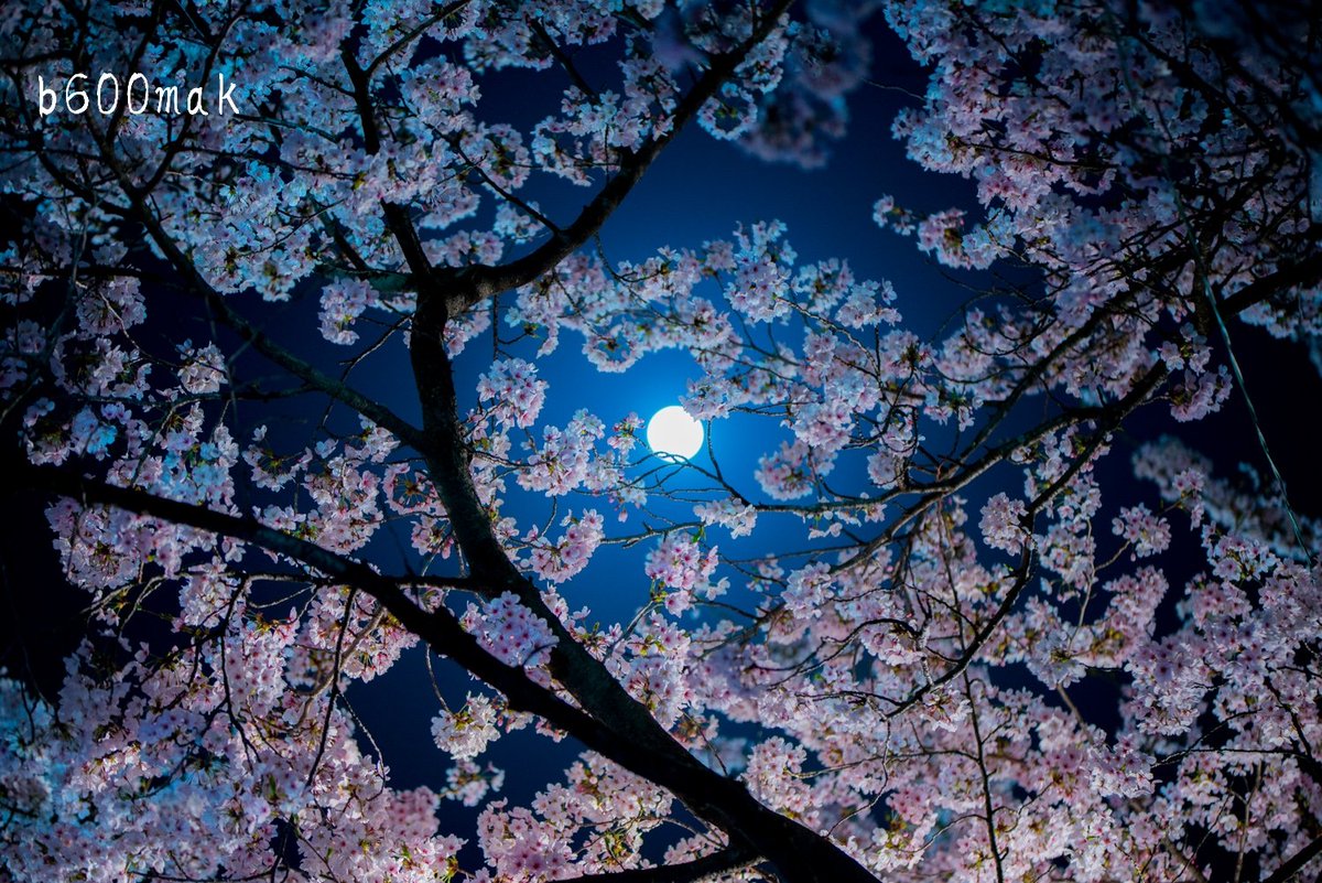 b600mak's tweet photo. 夜桜
 #夜桜
 #桜 
 #写真好きな人と繋がりたい https://t.co/li8EUO7GpY