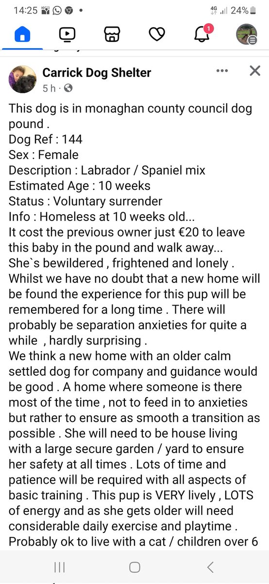 Please share for this puppy surrendered into pound by his owners. Please read details & if you can help...it is so sad picturing him in a pound #poundpuppies