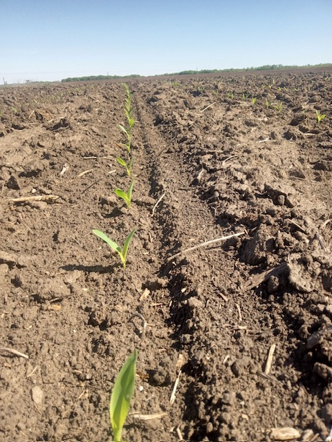 'As for corn I'm 100% done and so are all other farmers I know in my area. Our earliest planted corn is two leaf currently and our last planted I expect it to emerge over the weekend. We finished spraying pre-emerge earlier this week,' Luke Bellar, Labette County #kscorn #plant24
