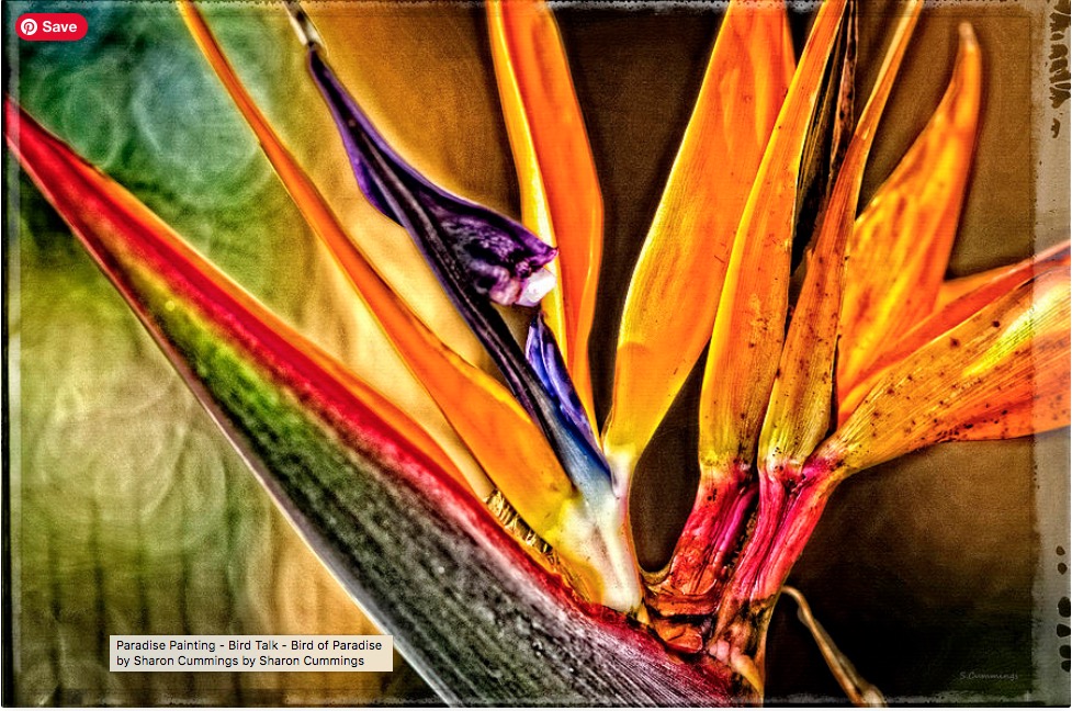 Bird Talk HERE:  fineartamerica.com/featured/bird-… #birdofparadise #paradise #tropical #garden #gardens #gardening #Florida #landscapephotography #orange #plants #flower #flowers #floral #beach #beachvibes #buyINTOART #FillThatEmptyWall