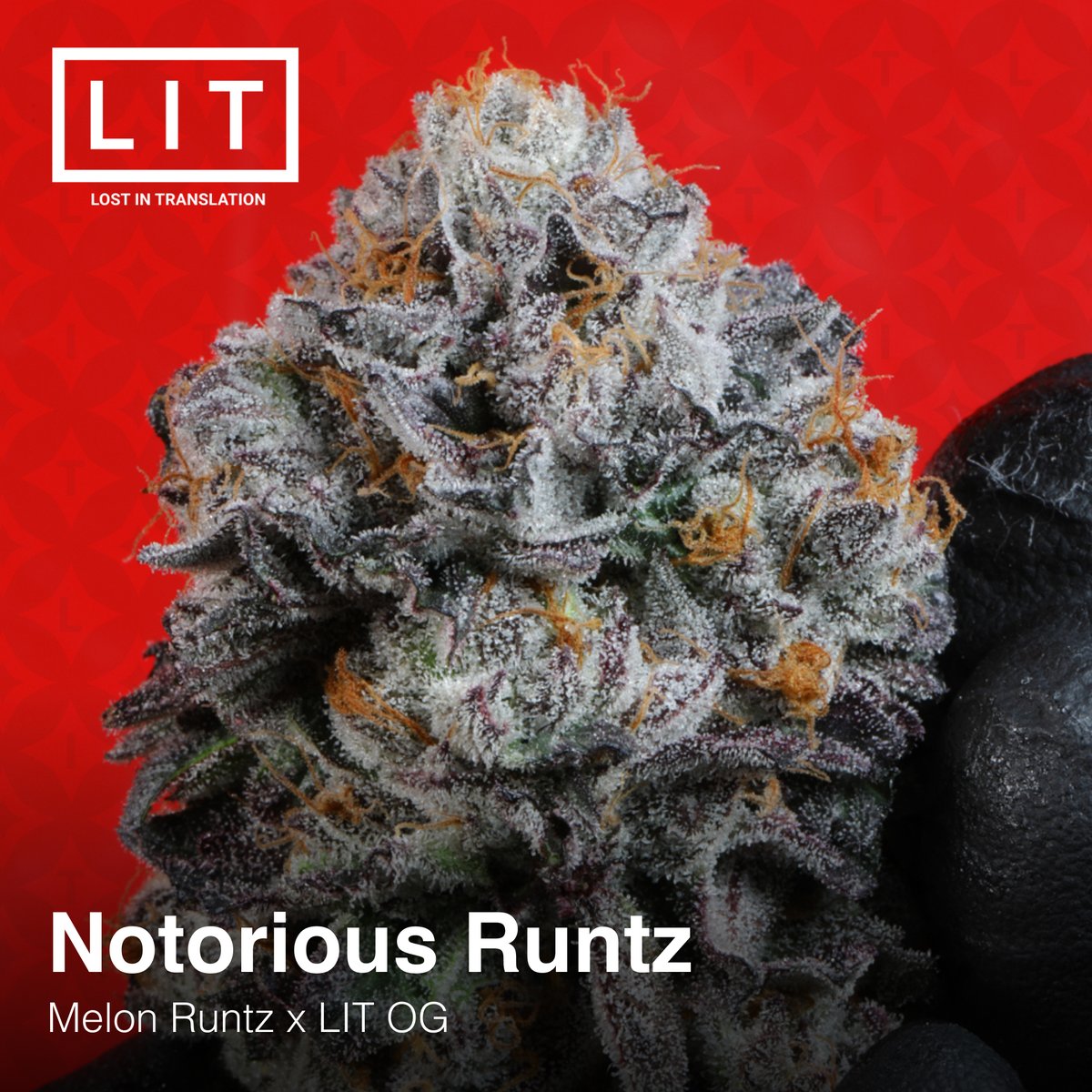 Another day, another giveaway! Want to win a 2x free seed 6-packs of our ALL-NEW Notorious Runtz, today?! Pick a number between 1 and 1000! You must follow @litfarms, like and share to participate. LFG!!!