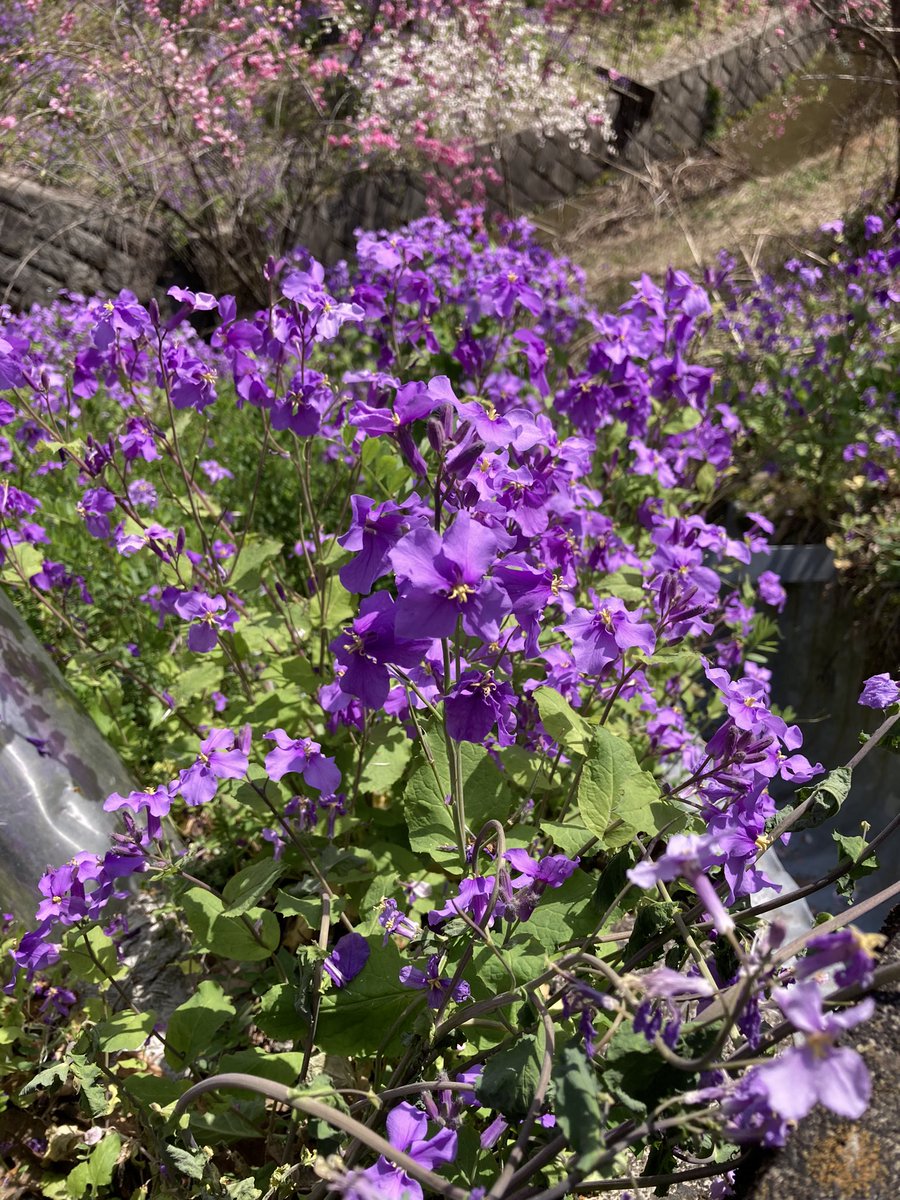 今シーズン1番の学びはその辺にいっぱい生えてる紫の花の名前はハナダイコンってこと