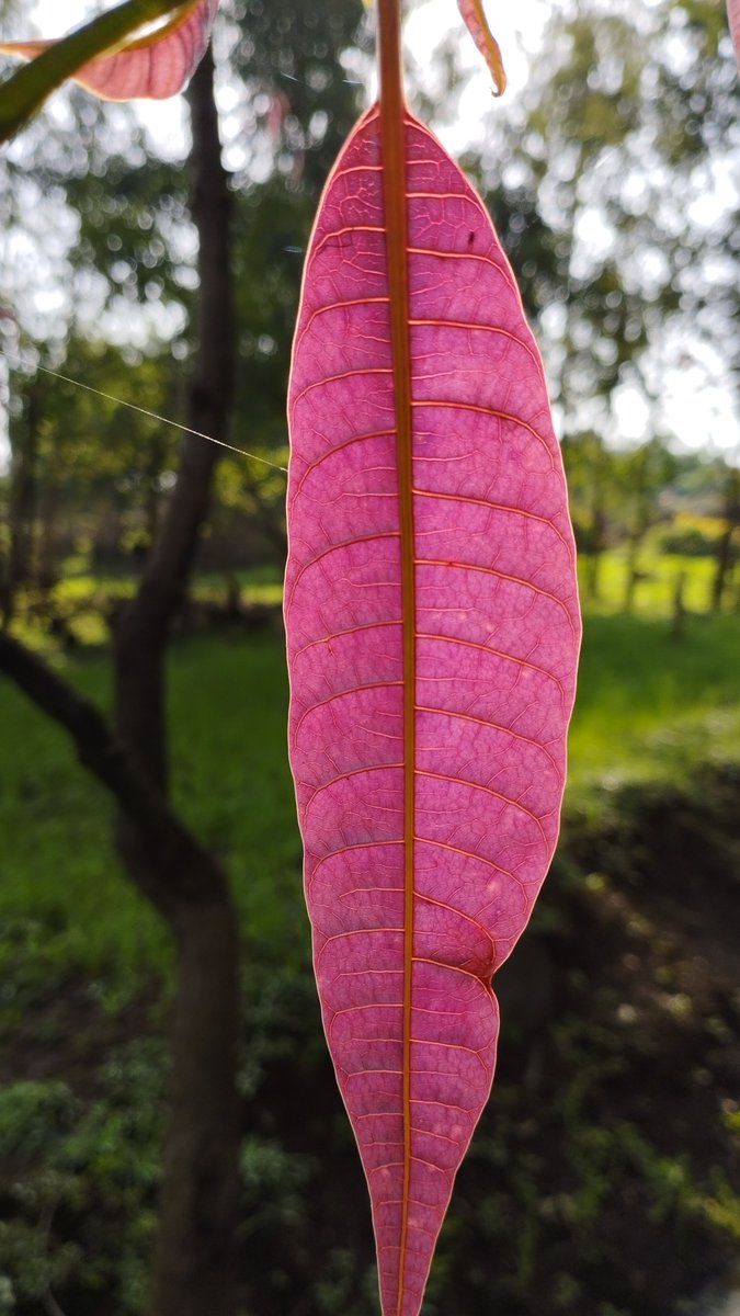 Do you know what tree this leaf is from? Unedited pic, I could have made it stand out even more if I wanted to.