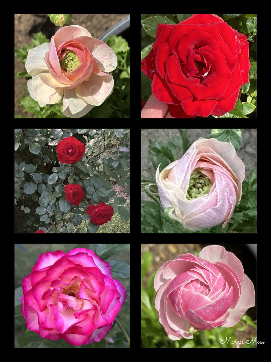 Good morning, everyone. My #SixOnSaturday collage, with Ranunculus and Roses. Have a safe and wonderful day. #GardeningTwitter #GardeningX #Gardening