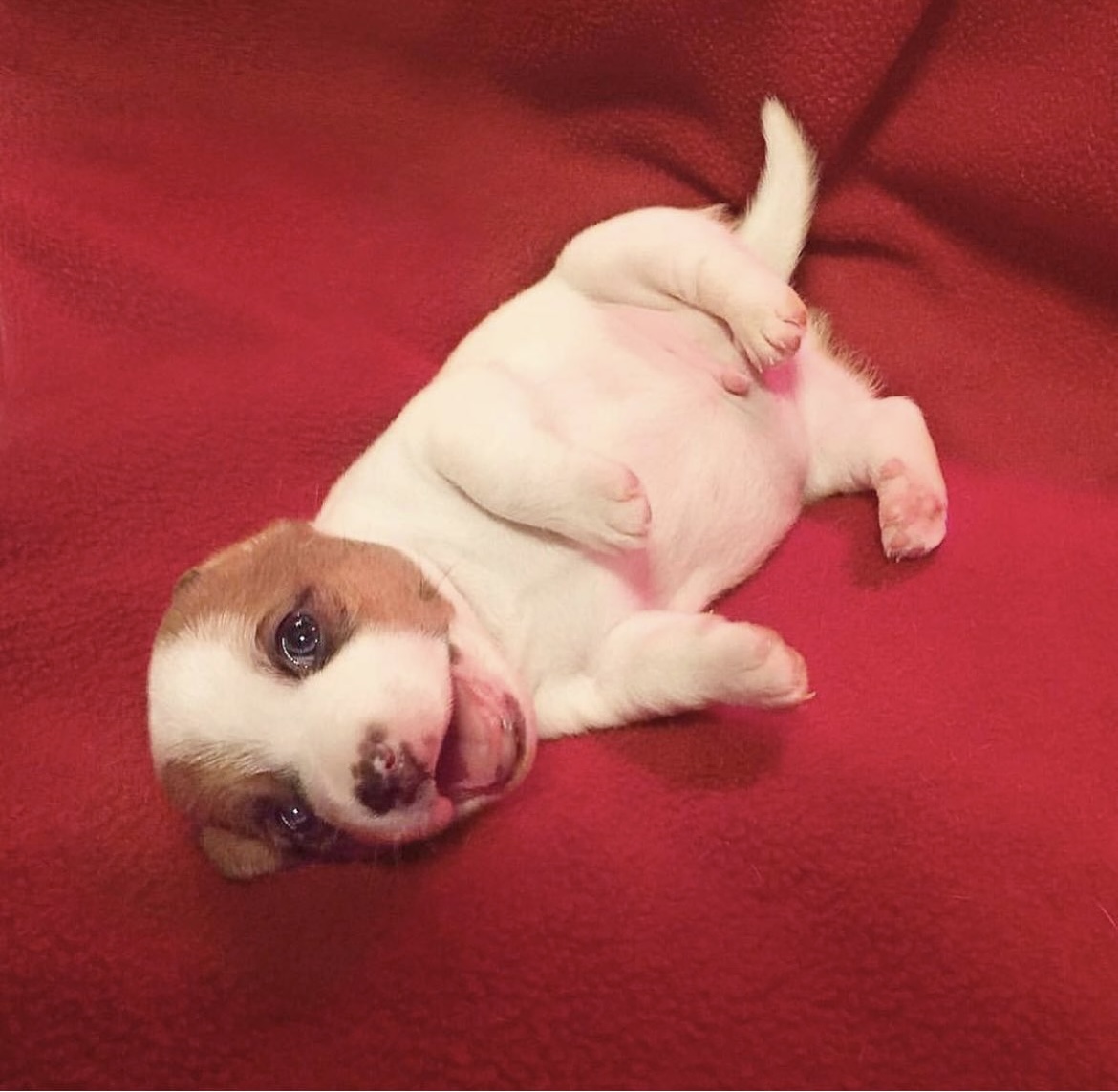 HAPPY SATURDAY HERE IS THE CUTEST LIL BIG SMILE EVER.

#puppies #doglovers #jackrussellnation #9gag #barked #animalsdoingthings #jrt #jackrusselldog #astro #dogs #dogsofinstagram #dog #dogstagram #jackrussellofinstagram #cute #cuteness #cutenessoverload #doggo #doglovers #doglove