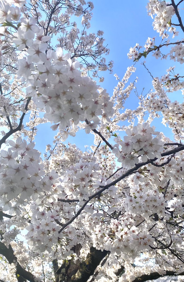 🌸もこもこっとした房🌸