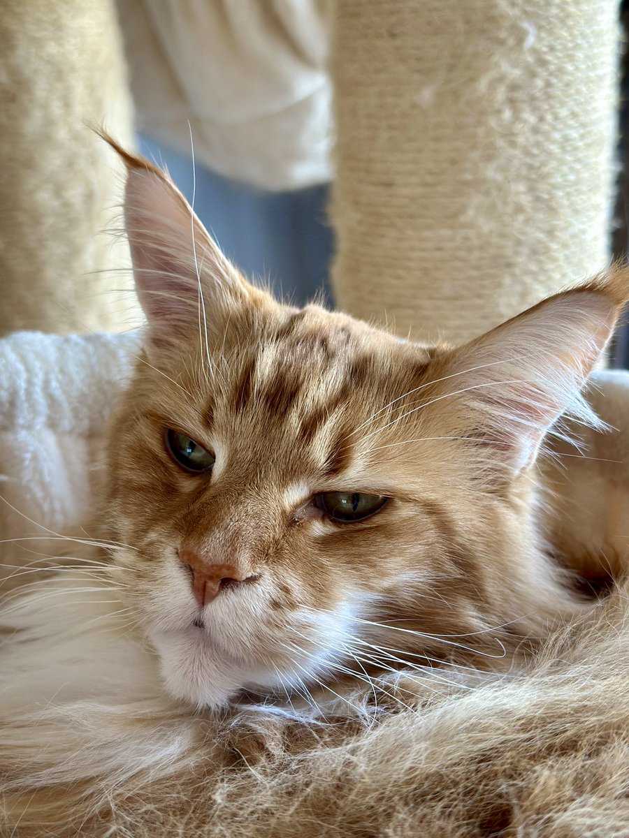 Some #Caturday cuteness to brighten up the day! 😸😸🦁🦁 #teamfloof #CatsofTwitter