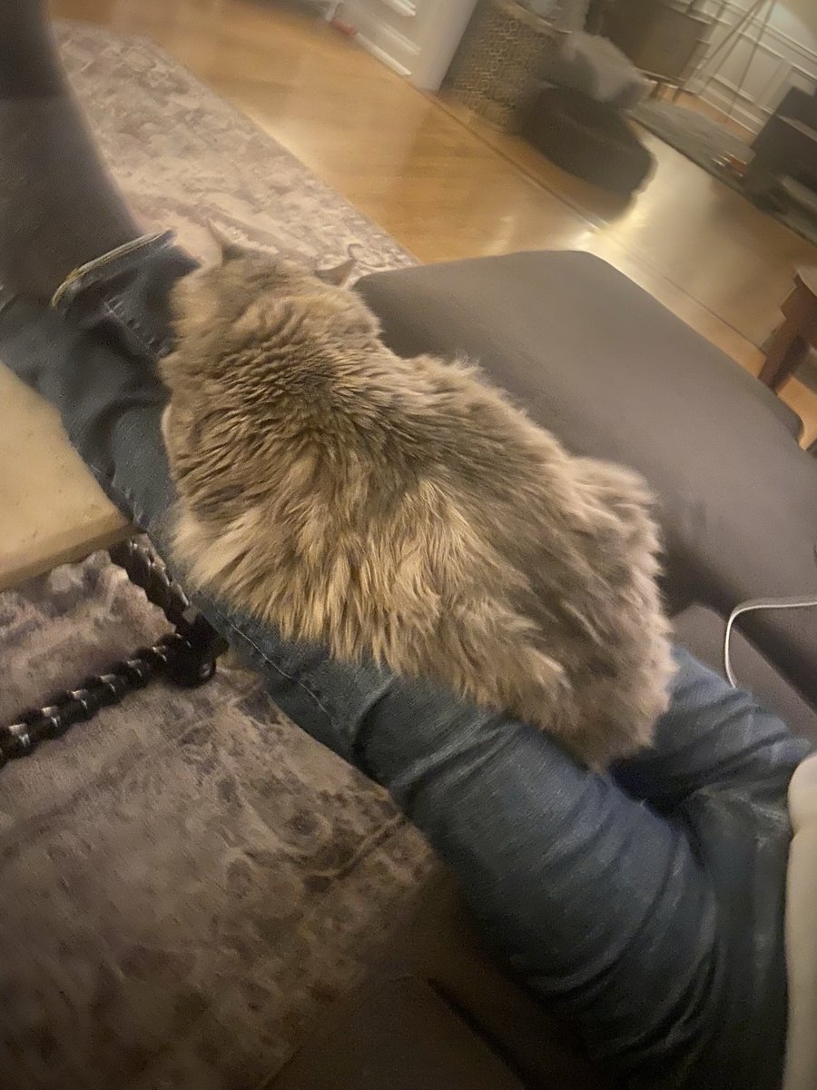 Yup, sometimes Kluski gets to the lap before Boba. She’s…large. The warmth is a wash for dislocated knees. #HappyCaturday photo by ⁦@YMPhillips⁩