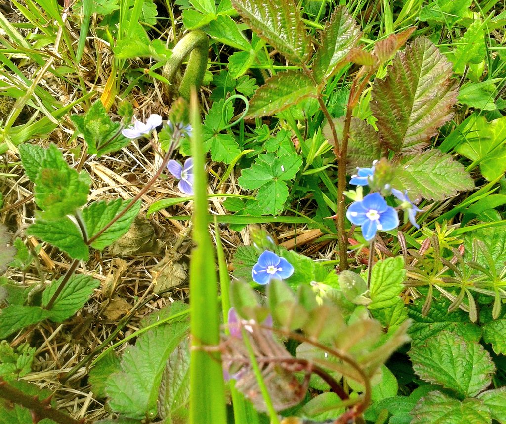 Gems by the roadside.