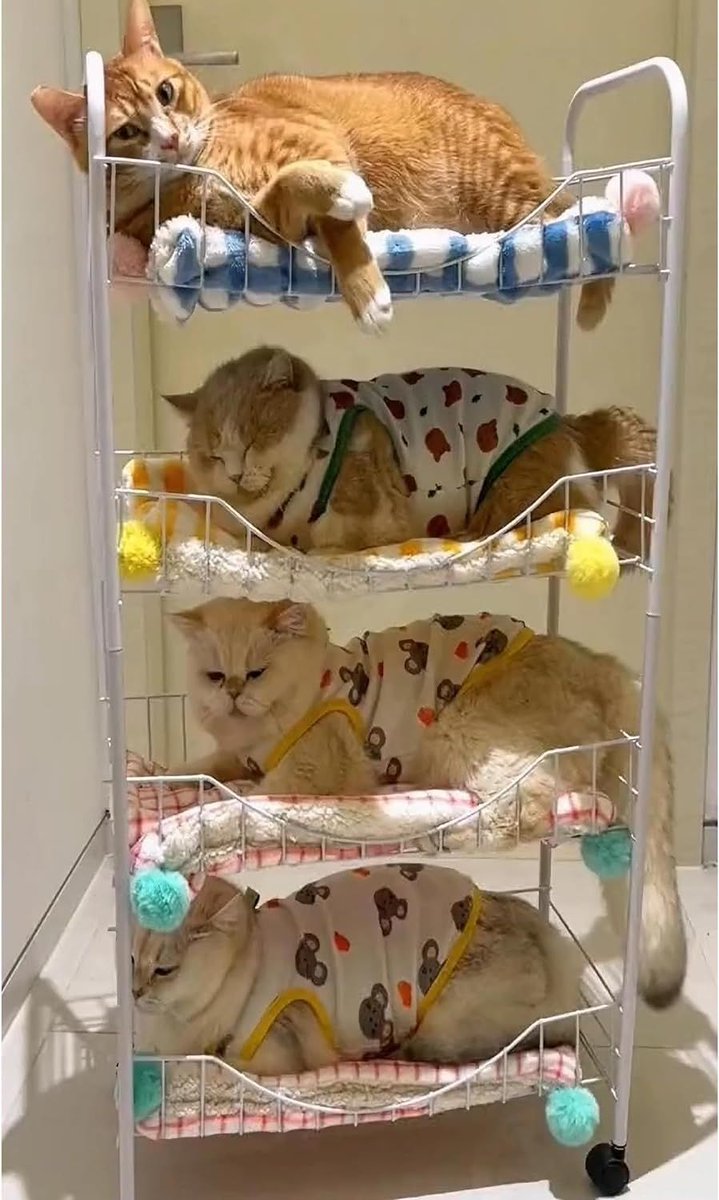 *NEW! * 
Quadruple Cat Bunkbed
Less space for more cats!
kittyprettygifts.com
#cats #giftsforcats #funny #kittyprettygifts #kerrimulhern #kitten #humor #giftsforcatlovers #catbed