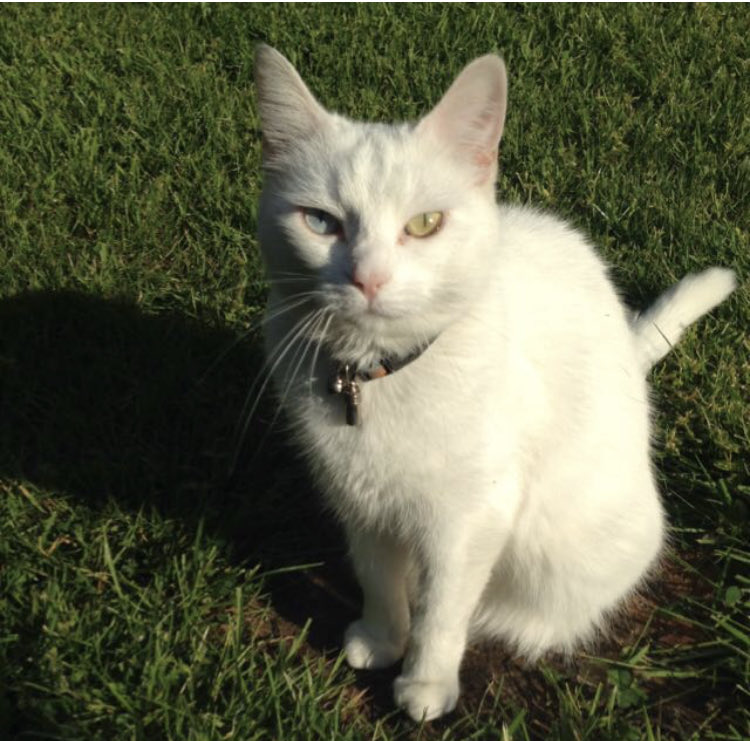 Madge of the one blue eye & the one green eye. Because she likes to be different! #Caturday #cats #CatsofTwitter