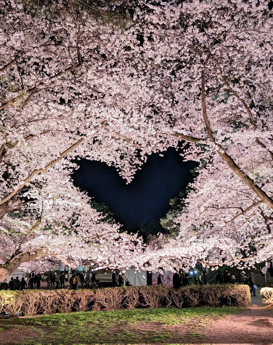 弘前公園のハートの桜🌸