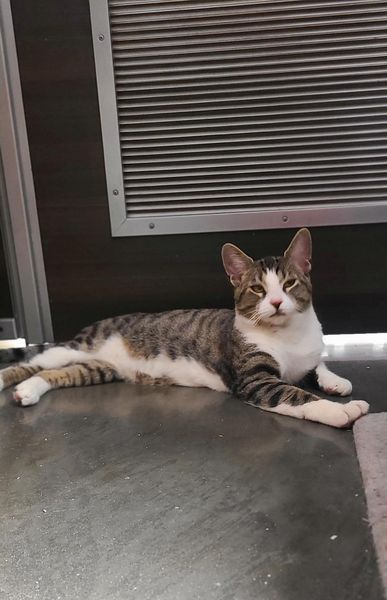 This is sweet Kevin 🐾🐾 This energetic boy is looking for a home with lots of attention and playtime!! Kevin is a two year old brown tabby. Kevin is a sweet boy who loves to play with our volunteers and would love a home for him to play in!! Come meet Kevin at