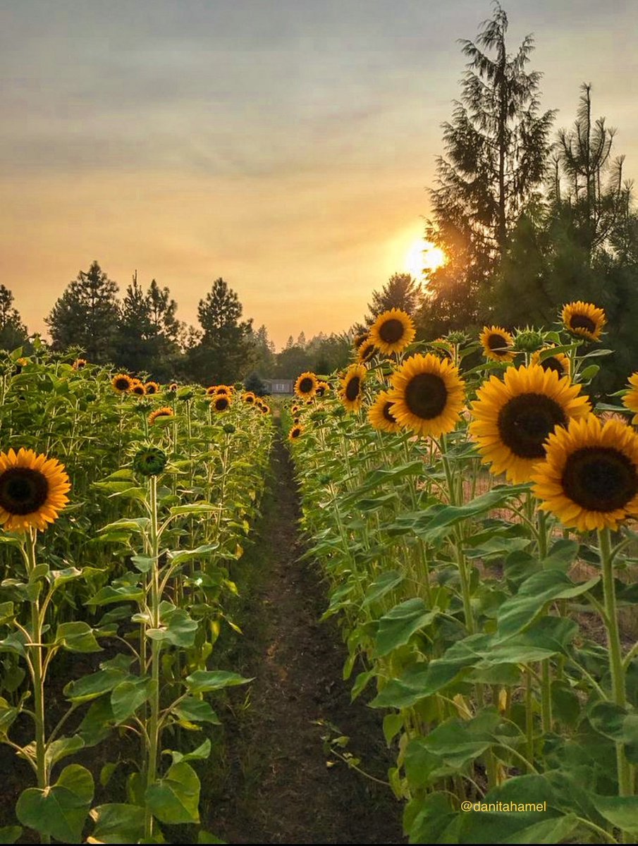 Sunset and sunflowers!🌅🌻