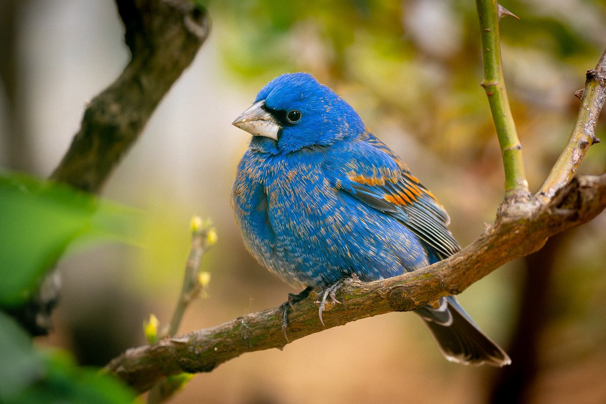 Beautiful male blue grosbeak in the East Village neighborhood of New York yesterday. #birds #birding #nature #wildlife #birdcpp