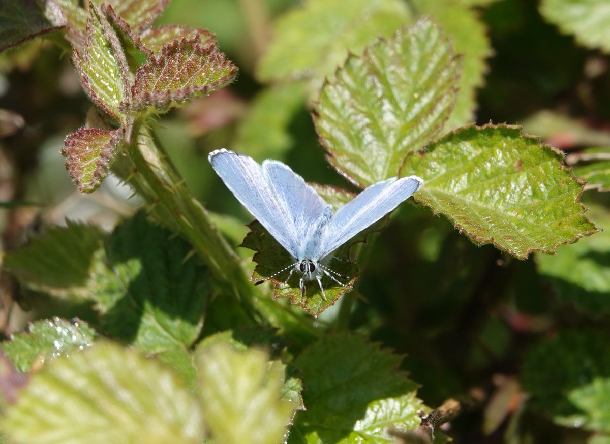 ☀️ 13c at Ulwell this morning, butterfly numbers increasing, highlights for me 5x Orange Tip and several Holly Blue. All sightings recorded at @BC_Dorset 😄 @savebutterflies @SightingDOR
