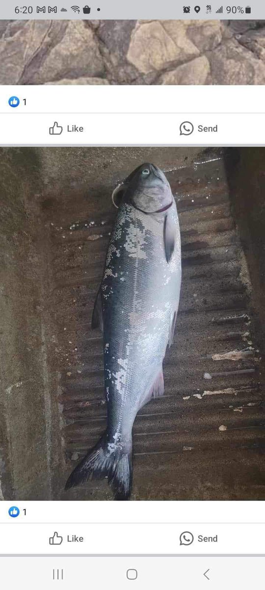 Weather and climate is so funky right now that people are catching king salmon in Ensenada off the rocky cliffs 😅