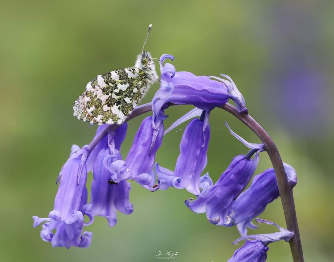 Orange tip butterfly on bluebell... something I've wanted to capture for some time 🦋 @CanonUKandIE @BBCSpringwatch @scenesfromMK #scenesfrommk #Buckinghamshire @TheParksTrust #theparkstrust #butterfly