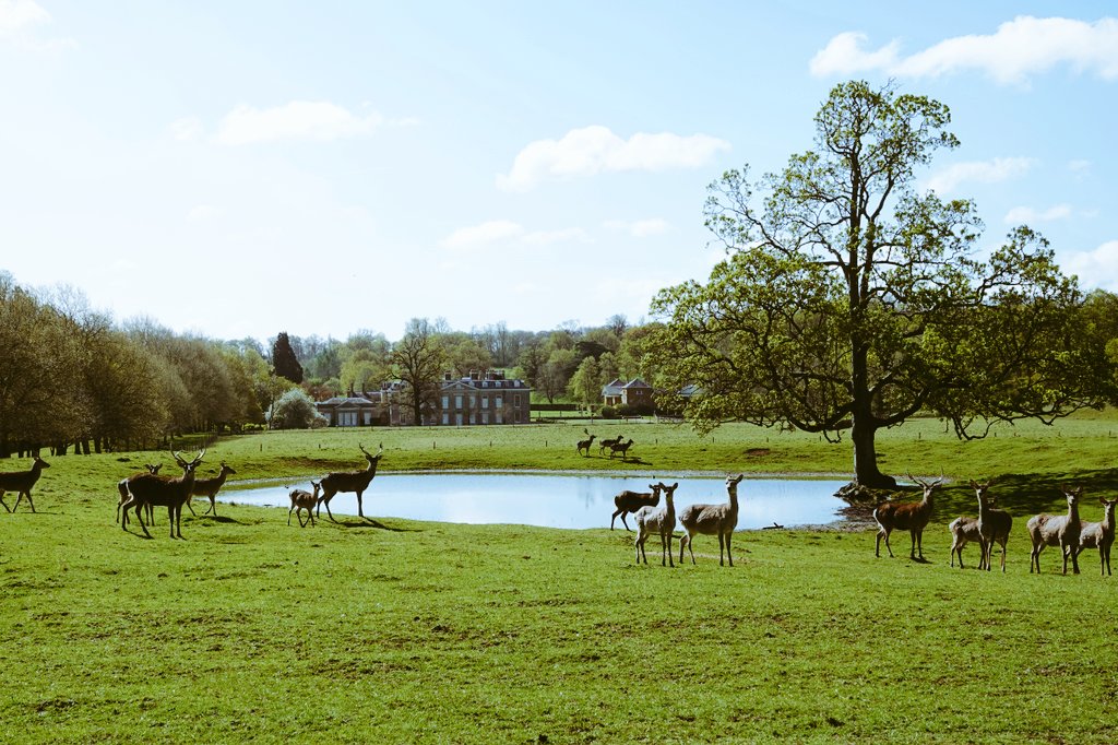 Sika and Fallow deer in Althorp park today. The main House and Stables provide a beautiful backdrop. Conservation@althorp.com #Spencerestates