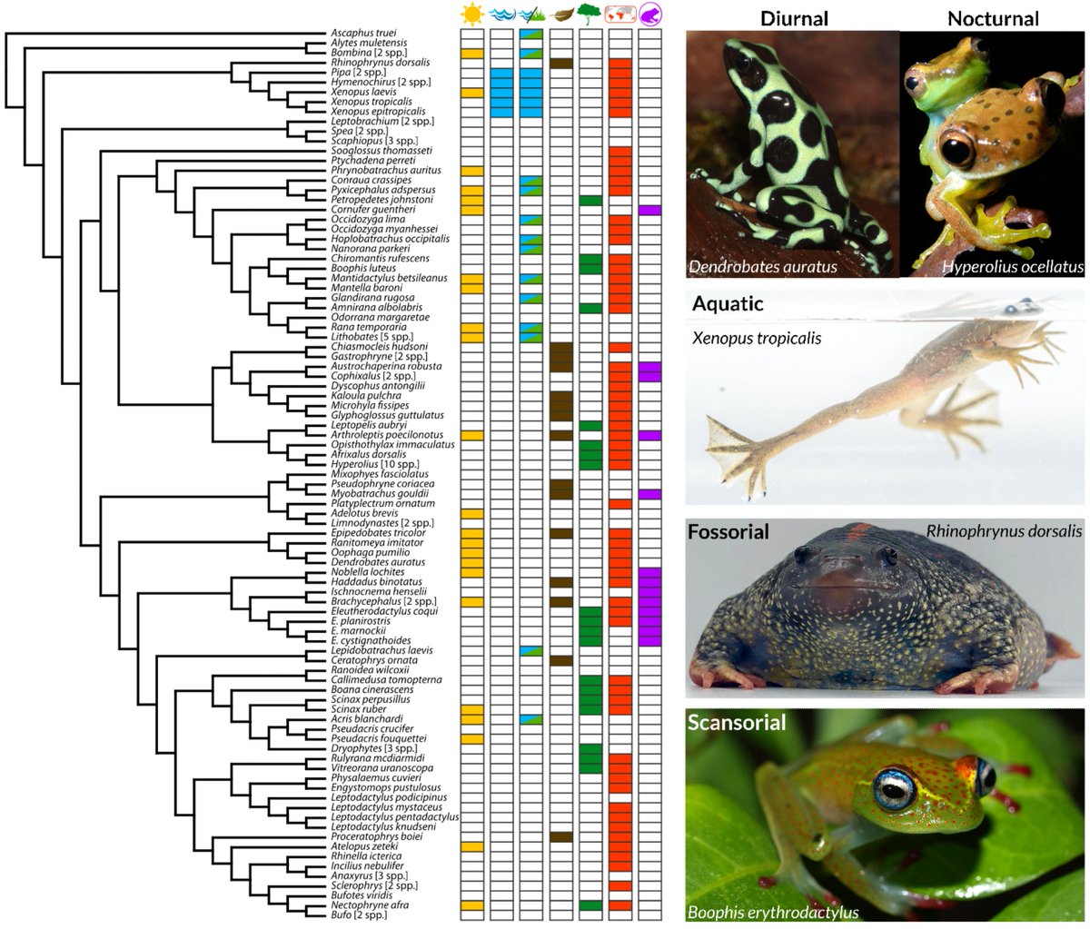 Check out our new paper in @MolBioEvol led by the awesome @rkschott who amassed data from #frogs all over the world to understand #vision #evolution. Video explainer here: bit.ly/49oyWkD paper here: tinyurl.com/5ya4mv49 @RaynaCBell @geckofujita @jeff_streicher
