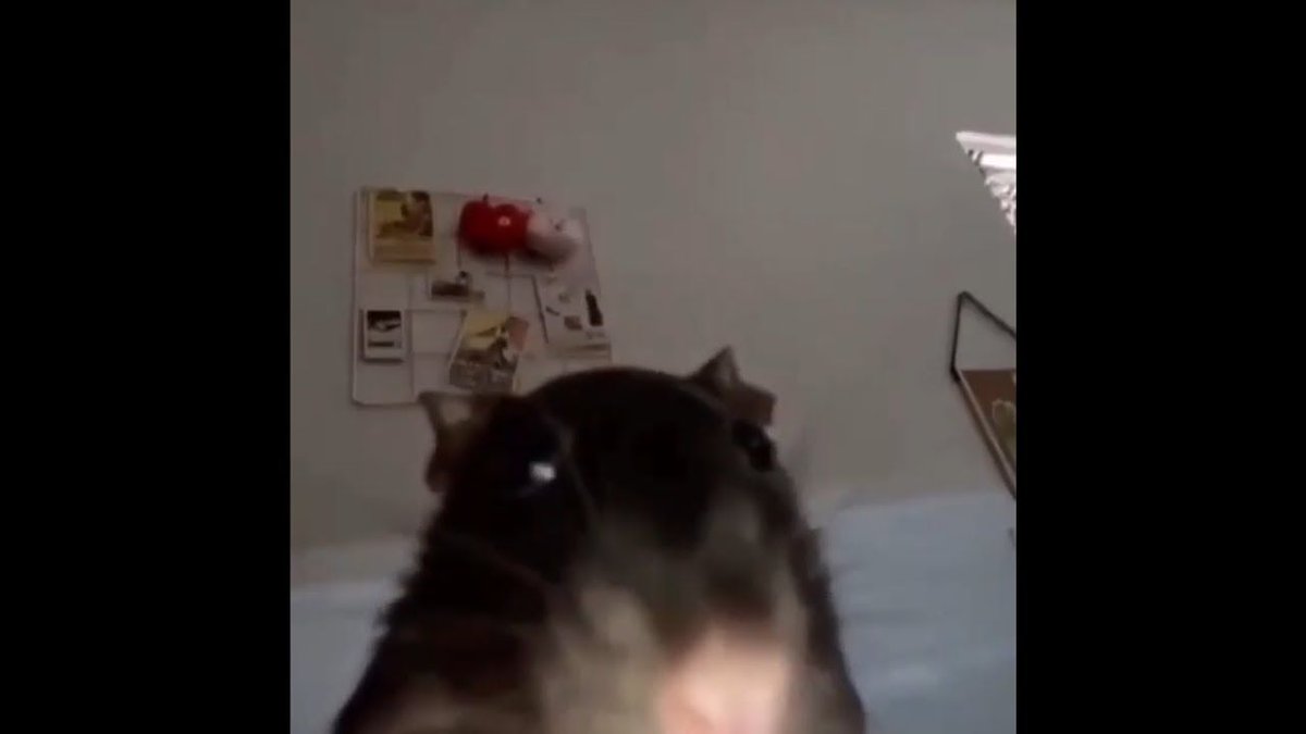 ratdent's tweet photo. reject looksmaxxing, embrace ratmaxxing . be your  one true form https://t.co/TsIhiZLDK6
