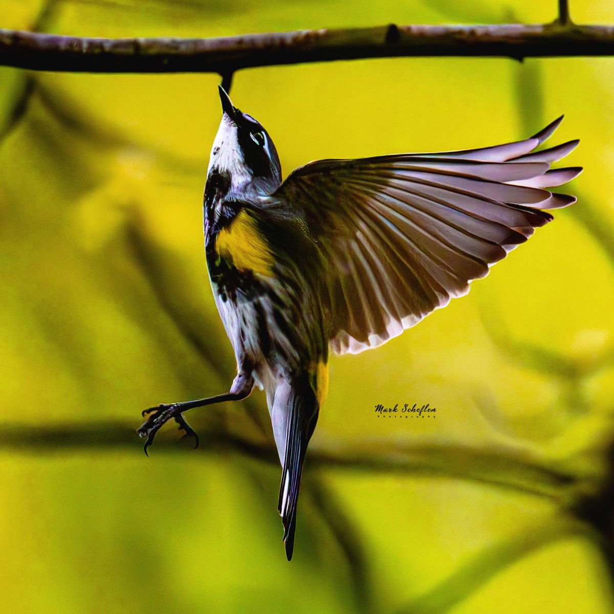 Yellow-rumped Warbler, Pool, Central Park, N.Y.C #birdwatching #naturelovers #birdcpp #TwitterNatureCommunity #birdsofinstagram #britishnatureguide #naturephotography #birdphotography #twitterphotography #wildbirdphotography #nikonphotography #NatureBeauty