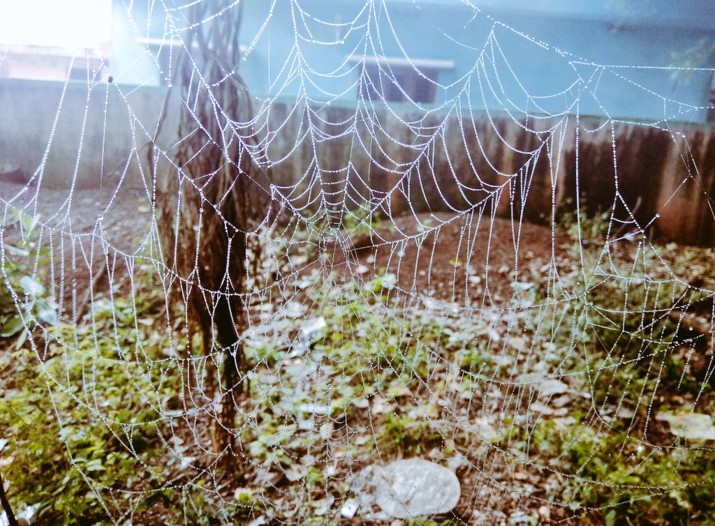 𝐒𝐩𝐢𝐝𝐞𝐫 𝐖𝐞𝐝 🕸️🕷️🕸️ 
.
.
.
.
.
.
#spiderweb #spiderman #naturelovers 
#naturephotographer #pnkphotography 
#naturebirds #viralpost #explorepage