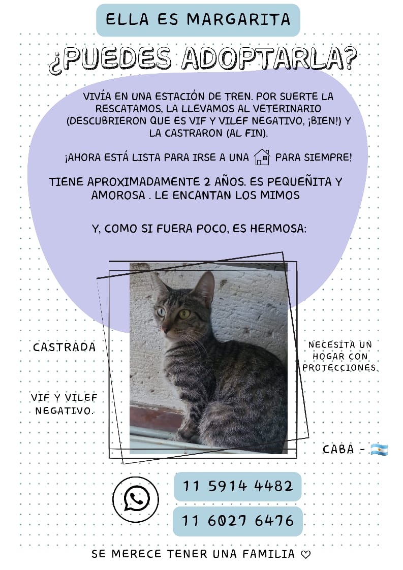 Veo muchos desesperados x adoptar bebes pero nadie me consulta x ella! Animate a adoptar un gatito adulto y cambiarle su vida. Ronronera, compañera y tamaño pequeñito. Se entrega castrada!