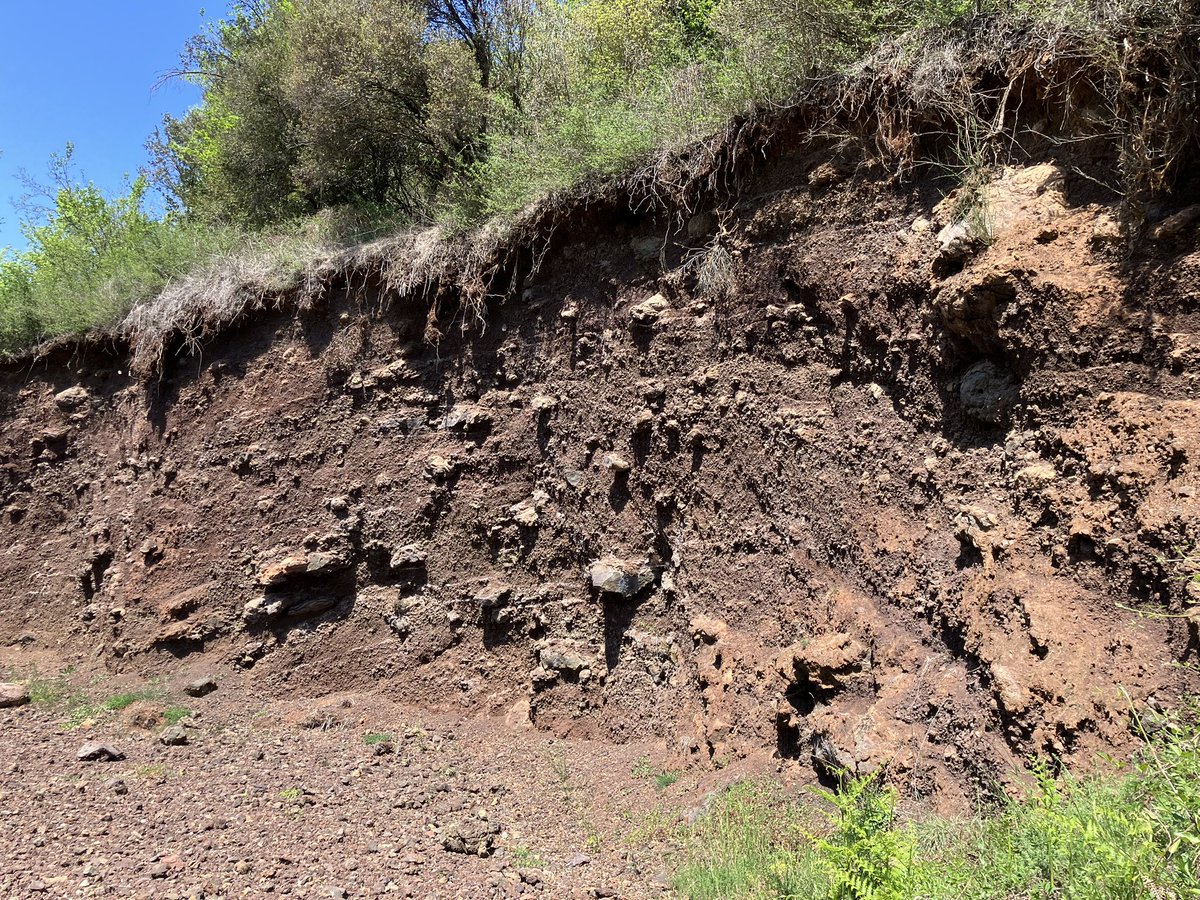 Lovely section through the flank of Volcà del Puig Jordà (605m), showing ash, lapillis and volcanic bombs from its Strombolian eruption.