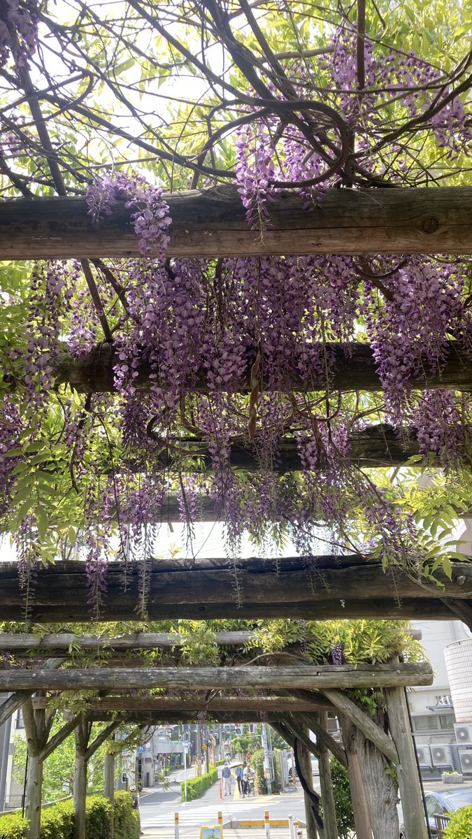 Basara_String's tweet photo. 藤の花の香りがイイ！(*´꒳`*)
今はツツジも綺麗よね https://t.co/foNrnwWf50
